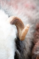 Herdwick Sheep Art Studio, Herdwick Wall Art, Bardsea, Kirk Fell, Loft Crag, Haycock, Herdwick, Boustead Hill, Herdwick Sheep, Cumdivock, Great Asby, Herdy, Mixed-Media Herdy Art, Tarn Crag (Far Eastern Fells), Rossett Pike, Longlands, Ullscarf, Bewaldeth, Herdies, Embleton, Kidsty Pike, Blawith, Broom Fell, Low Newton, Lakeland Sheep, Herdwick Sheep Art, Herdwick Sheep Prints, Dodd,  Lake District, Cumbria.