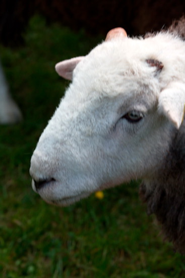 Ormathwaite Field Herdwick - Lakeland Photos - Art Prints Ormathwaite Field Herdwick