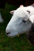 Herdwick Art, Great Orton, Lakeland Sheep, Kendal, Mellbreak, Ireby, Herdwick Sheep Sketch, Buckbarrow, Herdwick Art Studio, Crag Fell, Herdwick, Brigham, Herdwick Sheep Oil Painting, Great Rigg, Herdwick Sheep, Dent, Herdwick Sheep Oil Painting, Catbells, Skiddaw, Whin Rigg, Dovenby, Base Brown, Herdies, Plumpton (Penrith), Herdwick Sheep Art, Herdwick, Bewcastle, Herdwick Sheep Prints,  Lake District, Cumbria.