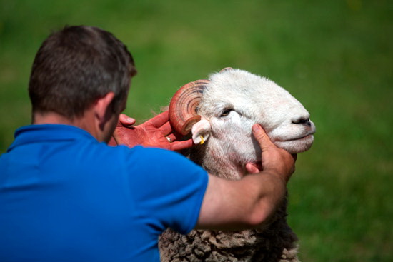 Lorton (High and Low) Field Herdwick