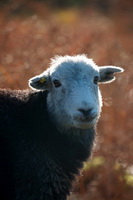 Herdy Wall Art, Tarn Crag (Easedale), Renwick, Hen Comb, Herdy Art, Seathwaite (Borrowdale), Greystoke, Bleaberry Fell, Catstycam, Herdwick Wall Art, Rossett Pike, Herdwick Sheep Oil Painting, Barf, Gamblesby, Herdwick Sheep, Herdwick Drawings, Biggar, Rannerdale Knotts, Black Combe, Ullock Pike, Castle Carrock, Tirril, Santon Bridge, Dacre, Herdy, Sergeant Man, Herdwick Sheep Oil Painting,  Lake District, Cumbria.