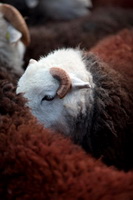 Black Combe, Bewcastle, Crosscanonby, Grey Friar, Herdy Wall Art, Mixed-Media Herdy Art, Herdy Sketch, Nenthead, Talkin, Herdy Sketches, High Tove, Great Gable, Orton, Herdwick Sheep Oil Painting, Herdwick, Lupton, Lonscale Fell, Meal Bank, Herdwick Wall Art, Glaramara, Orthwaite, Angletarn Pikes, Lindale, Herdwick Sheep Oil Painting, Crosby (Maryport), Troutbeck (Windermere),  Lake District, Cumbria.