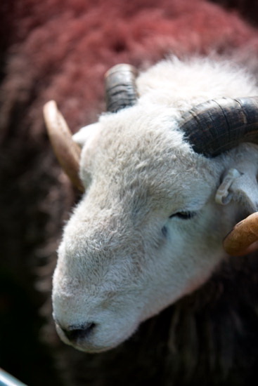 Dent Herdwick Sheep - Lakeland Photos - Art Prints Dent Herdwick Sheep