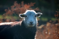Pike of Blisco, Helm Crag, Herdies, Calf Crag, Rampsgill Head, Herdwick Sheep Prints, Lakeland Herdy Artworks, Little Mell Fell, Herdy Art, Coniston, Little Strickland, Blencarn, Portinscale, Herdwick Sheep, Tallentire, Black Fell, Colby, Herdwick Sheep Sketch, Buckbarrow, Gowbarrow Fell, Barbon, Lakeland Sheep, Old Town, Dalston, Herdwick Sheep Oil Painting, Herdy Sketch, Blawith, Herdwick Drawings,  Lake District, Cumbria.