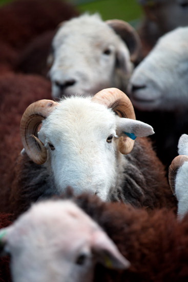 Hartsop above How Farm Lakeland Sheep