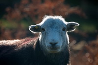 Herdwick Sheep Prints, Slate Fell, Brandreth, Hart Crag, Matterdale End, Sour Howes, Herdwick Sketches, Great Mell Fell, Herdwick Sheep Oil Pastels, Herdwick Company, Plumbland, Hallbankgate, Herdwick Art Studio, Souther Fell, Herdwick Sheep Art, Herdwick Drawings, Dale Head, Herdwick, Herdwick Sheep Oil Painting, Herdwick Sheep Oil Painting, Lorton (High and Low), Knott, Seathwaite (Duddon Valley), Lakeland Sheep, Brockleymoor, Herdwick Ewe, Calf Crag, Bewaldeth, Brigham, Sedbergh,  Lake District, Cumbria.