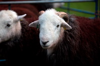 Dufton, Little Asby, Spark Bridge, Grike, Whinlatter, Thunacar Knott, Sallows, Knock, Greendale, Great Ormside, Outerside, Herdwick Company, Buck Pike, Scoat Fell, Herdwick Sheep Oil Painting, Herdwick Sketches, Herdwick Art, Grange (Keswick), Camerton, Herdwick Sheep Sketch, Herdwick, Herdwick Sheep Acrylic Painting, White Side, Herdwick Drawings, Herdwick Art Studio, Edenhall, Pike of Stickle, Lingmoor Fell, Lowthwaite Fell, Seaton,  Lake District, Cumbria.