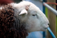 Penruddock, Herdwick, Dale Head, Herdwick Artwork, Armathwaite, Herdwick Sheep, Clough Head, Herdy Sheep Artist, Orthwaite, Walla Crag, Whiteless Pike, Souther Fell, Carl Side, Herdwick Sheep Oil Painting, Thornthwaite Crag, Haycock, Branthwaite (Workington), Slate Fell, Herdy Sketches, Birks, Lingmoor Fell, Lakeland Herdy Artworks, Great Musgrave, Low Fell, Hesket Newmarket, Herdwick Sheep Oil Painting, Herdwick Sheep Oil Pastels, Herdwick, Boustead Hill,  Lake District, Cumbria.