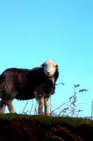 Herdwick Sketch, Seathwaite Fell, Burnbanks, Herdwick Sheep Sketch, Knott, Watch Hill, Abbeytown, Storth, Swirl How, Herdwick Company, Briery, Kirk Fell, Skiddaw, Brown Pike, Herdwick Art, Watermillock, Parsonby, Barton, Herdwick Sheep Oil Painting, Herdwick Sheep, Herdwick Drawings, Herdwick Sketches, Holme Fell, Whiteless Pike, Herdwick, Herdwick Sheep Prints,  Lake District, Cumbria.