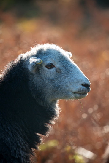 Troutbeck (Penrith) Field Herdwick - Lakeland Photos - Art Prints Troutbeck (Penrith) Field Herdwick