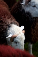 Green Gable, Herdy Wall Art, Carrock Fell, Hutton Roof (Kirkby Lonsdale), Froswick, Crosby Ravensworth, Herdwick Sheep, Scoat Fell, Windermere, Mixed-Media Herdy Art, Brandreth, Millom, Bowfell, Beaumont, Knott, The, Herdwick Sheep Oil Painting, Lank Rigg, Lakeland Herdy Artworks, Steel Fell, Herdy, Black Combe, Herdwick Sheep Art, Buttermere, Helm Crag, High Spy, Herdy Sketch, Kirkby Thore, Herdwick Sheep Prints, Herdy Art,  Lake District, Cumbria.