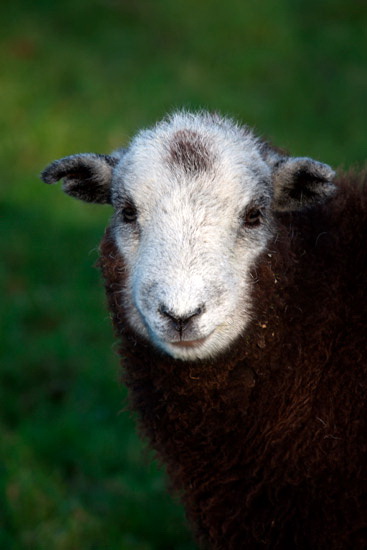 Green Gable Lakeland Sheep