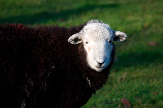 Burneside Valley Herdwick