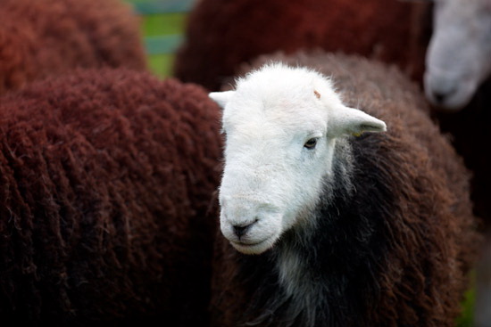 Askam in Furness Valley Lake district Sheep