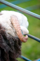 Grisedale Pike, Hen Comb, Parton, Long Side, Great Cockup, Sallows, Hindscarth, Mixed-Media Herdy Art, Herdwick Wall Art, Herdwick Sheep Acrylic Paintings, Herdies, Herdwick Sheep Oil Pastels, Watermillock, Arnside, Great Calva, Crosby Ravensworth, Hallin Fell, Herdy Sketch, Lowick, Lakeland Sheep, Whin Rigg, Holme St. Cuthbert, Birker Fell, Herdwick Sheep Sketch, Allen Crags, Bolton, High Hartsop Dodd, Lakeland Herdy Artworks, Far Sawrey, Herdwick Sheep Art Studio, Herdy Art, Herdwick Sheep Prints,  Lake District, Cumbria.