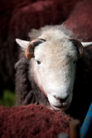 Herdwick Sheep Oil Pastels, Herdwick Sheep Art, Bassenthwaite, Dow Crag, Broughton Mills, Dovenby, Herdwick Drawings, Ponsonby, Tirril, Loughrigg Fell, Embleton, Loadpot Hill, Middle Fell, Ard Crags, Herdwick Sheep Prints, Herdwick Sheep, Whinlatter, Herdwick, Dollywaggon Pike, Egremont, Bowscale Fell, Herdwick Artwork, Sale Fell, Barrow-In-Furness, Far Sawrey, Tallentire, Herdwick Sheep Acrylic Paintings, Cold Pike, Broom Fell, Hesket Newmarket, Watermillock,  Lake District, Cumbria.