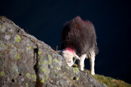 Great Orton Field Herdwick - Lakeland Photos - Art Prints Great Orton Field Herdwick