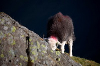 Lowthwaite Fell, Troutbeck Tongue, Mixed-Media Herdy Art, Saint Sunday Crag, Seatoller, Herdwick Sheep Oil Painting, Herdwick Sheep Sketch, High Raise, Herdy Art, Stybarrow Dodd, Herdwick, Herdy Sheep Artist, Seathwaite Fell, Boot, Waterhead, Blea Rigg, Great Strickland, Lanercost, Hen Comb, Herdy Wall Art, Blencow, Caudale Moor, Brockleymoor, Blindcrake, Rydal, Heversham, Herdwick Sheep Art,  Lake District, Cumbria.