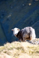 The Nab, Broughton Beck, High Stile, Allen Crags, Place Fell, Herdwick Drawings, Great End, Brim Fell, Herdy Sheep Artist, Watch Hill, Herdwick Sheep, Tarn Crag (Far Eastern Fells), Port Carlisle, Seat Sandal, Herdwick Artwork, Herdy Sketch, Warwick-on-Eden, Urswick Great and Little, Pennington, Angletarn Pikes, Herdwick Sheep Oil Painting, Lakeland Sheep, Parsonby, Little Asby, Brigflatts, Herdwick, Herdy Sketches, Herdwick Sheep Acrylic Paintings, Colthouse,  Lake District, Cumbria.