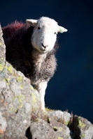Rosthwaite (Keswick), Seatallan, Herdwick Sheep Art, Holme Fell, Beda Fell, Herdy Sketches, Barf, Herdy Wall Art, Mixed-Media Herdy Art, Kidsty Pike, Helton, Herdwick Sheep Prints, Wasdale Head, Sedgwick, Herdwick Drawings, Herdwick, Herdwick Sheep Sketch, Leece, Hartsop Dodd, Ullock Pike, Herdwick Sheep Art Studio, Lakeside, Gilcrux, Fleetwith Pike, Herdwick Sheep Acrylic Paintings, Walla Crag, Boustead Hill, Wetherlam, Harter Fell, Mardale, Boot, Keswick,  Lake District, Cumbria.