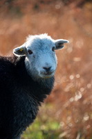 Slight Side, Scaleby, Herdies, Crosby Garrett, Muncaster Fell, Herdwick Sheep Oil Pastels, Bonscale Pike, Hethersgill, Herdwick Artwork, Bowscale Fell, Ousby, Knott, Herdy Ewe, Herdy Sketches, Thornthwaite Crag, Herdwick Sheep Acrylic Paintings, Barf, Carrock Fell, Slate Fell, Barrows Green, Herdwick Sheep Prints, Blencathra, Herdwick Sheep Oil Painting, Maulds Meaburn, Lakeland Sheep, Morland, Braithwaite, Herdwick Wall Art, Catstycam,  Lake District, Cumbria.