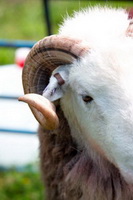 Isle of Walney, Portinscale, Herdwick Sketch, Herdwick Company, Herdwick Sheep Acrylic Painting, Yewbarrow, Armathwaite, Crag Fell, Harrington, Herdwick Sheep Prints, Grange (Keswick), Applethwaite, Grey Crag, Crosthwaite, Hartley, Great Broughton, Eskdale Green, Grange Fell, Rossett Pike, Herdwick Art, High Rigg, Whin Rigg, Bannerdale Crags, Herdwick Art Studio, Bassenthwaite, Grisedale Pike, Lupton, Herdwick Sheep Oil Painting, Hard Knott, Herdies, Gray Crag,  Lake District, Cumbria.