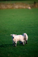 High Stile, Barf, Stone Arthur, Herdwick Art Studio, Great Crag, Cleator Moor, Dufton, Herdwick Sheep Oil Pastels, Herdwick Sheep Oil Painting, Dale Head, Lakeland Sheep, Herdwick Sheep Art, Ling Fell, Herdwick, Rossett Pike, Uldale, Barton, Herdwick Sketch, Herdwick Sketches, Bampton Grange, Muncaster Fell, Herdwick Artwork, Herdwick Company, Dalston, Herdwick Sheep Sketch, Drigg, Holmrook, Asby (Workington), Martindale, Oxen Park, Herdwick Art,  Lake District, Cumbria.