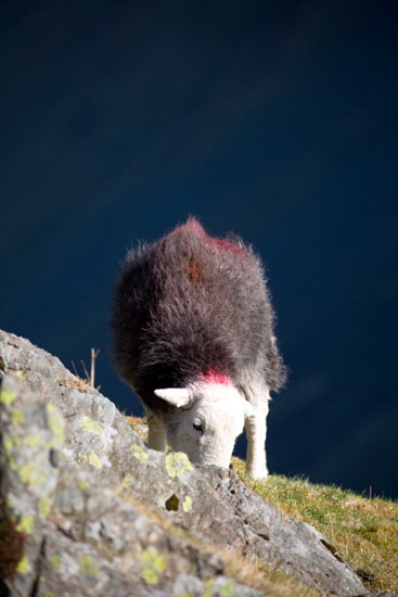 Boustead Hill Herdwick Sheep