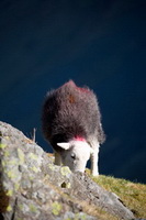 Hayton (Aspatria), Herdwick, Kirkland (Frizington), Herdies, Herdwick Sheep Prints, Haycock, Thornthwaite, Lakeland Herdy Artworks, Lakeland Sheep, Caldbeck, Hallin Fell, Herdy Wall Art, Carl Side, Herdy Ewe, Stanah, Scoat Fell, Moor Row, Portinscale, Herdy Sheep Artist, Hard Knott, Lank Rigg, Steel Fell, Mealsgate, Herdy, Herdwick Sheep Oil Painting, Mungrisdale Common, Blake Fell, Angletarn Pikes,  Lake District, Cumbria.