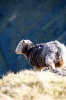 Herdies, Near Sawrey, Herdwick Sheep, Colby, Brae Fell, Herdwick Sheep Acrylic Painting, Watch Hill, Herdwick Ewe, Lakeland Sheep, Rannerdale Knotts, Herdwick, Herdwick Company, Buckbarrow, Far Sawrey, Herdwick Sheep Art, Great Gable, Cark (Cartmel), Blea Rigg, Herdwick Sheep Oil Pastels, Longlands Fell, Satterthwaite, Seat Sandal, Loughrigg Fell, Rowrah, Little Hart Crag, Herdwick, Herdwick Sheep Prints, Melmerby, Dearham, Staveley (Kendal), Allithwaite,  Lake District, Cumbria.