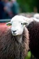 Herdwick, Troutbeck (Penrith), Hawkshead, Fellbarrow, Hutton Roof (Kirkby Lonsdale), Eskdale Green, Herdwick Sheep, Herdy Wall Art, Milburn, Staveley (Kendal), Frizington, Herdwick Artwork, Hallbankgate, Herdwick Sheep Sketch, Slate Fell, Herdwick Wall Art, Herdwick Sheep Prints, Westnewton, Barrow, Dale Head, Herdy Sketches, Red Pike (Buttermere), Herdies, Castle Crag, Lonscale Fell, Eel Crag (Crag Hill), Black Combe, Hopegill Head, Green Gable, Routenbeck, Robinson,  Lake District, Cumbria.