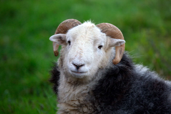 Millbeck (Keswick) Field Herdwick