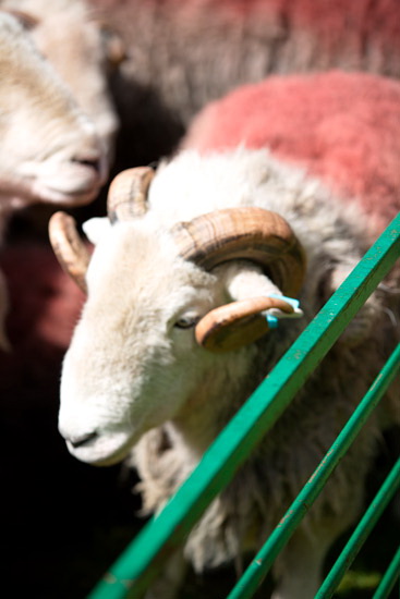 Cartmel Fell Valley Herdwick Sheep
