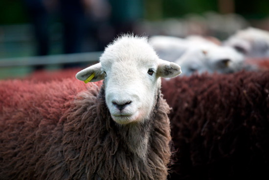 Ullock Pike Lakeland Sheep - Lakeland Photos - Art Prints Ullock Pike Lakeland Sheep