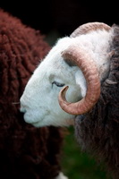 Great Asby, Herdwick Sheep Art, High Raise, Wether Hill, Skirwith, Herdwick Sheep Prints, Lakeside, Herdwick Sketches, Glenridding Dodd, New Hutton, Illgill Head, High Tove, Lowthwaite Fell, Birker Fell, Swarthmoor, Souther Fell, Herdwick Sketch, Kirk Fell, Cartmel Fell, Herdwick, White Side, Herdwick Artwork, Drybeck, Herdwick Sheep Oil Painting, Mixed-Media Herdwick Art, Esk Pike,  Lake District, Cumbria.