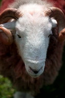 Ravenstonedale, Watch Hill, Catterlen, Saint Sunday Crag, Longtown, Mellbreak, Herdy Sheep Artist, Pillar, Ponsonby, Eagle Crag, Herdwick Drawings, Ullock Pike, Herdwick Sheep Art, Kendal, Herdwick Sheep Sketch, Harter Fell, Eskdale, Lupton, Corney, Lakeland Herdy Artworks, Herdy Sketches, Herdwick Sheep Prints, Herdies, Grayrigg Forest, Herdwick Sheep, Seatallan, Grange (Keswick), Herdwick Sheep Art Studio,  Lake District, Cumbria.