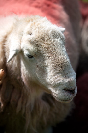 Orton Valley Herdwick Sheep - Lakeland Photos - Art Prints Orton Valley Herdwick Sheep