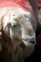 Scoat Fell, Herdy Art, Dodd, Maiden Moor, Cumrew, Herdwick Sheep Art Studio, Burneside, Ravenstonedale, Asby (Workington), Welton, Nenthead, Barf, Knott, Rampsgill Head, Ireleth, Gray Crag, Herdwick, Parton, Stone Arthur, Herdy Sketches, Whiteless Pike, Nethermost Pike, Herdy, Herdwick Drawings, Broom Fell, Starling Dodd, Greendale, Herdwick Sheep Acrylic Paintings, Rampside,  Lake District, Cumbria.