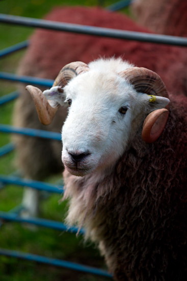 Tallentire Lake district Sheep - Lakeland Photos - Art Prints Tallentire Lake district Sheep
