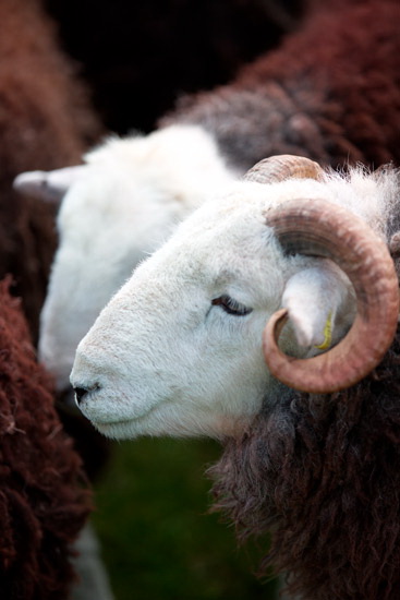 Crinkle Crags Farm Herdwick