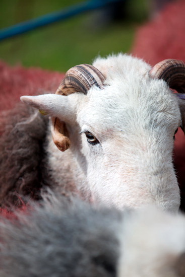 Lakeside Valley Herdwick Sheep