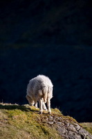 Holme, Whinlatter, Herdwick Sheep Art, Cartmel Fell, Grike, Herdwick Sheep Oil Painting, Coniston Old Man, Glenridding Dodd, Herdy Sheep Artist, Herdy Ewe, Place Fell, Herdwick, Kidsty Pike, Irthington, Staveley (Kendal), Embleton, Loadpot Hill, Herdwick Sheep Oil Pastels, Herdy, Cleator Moor, Selside Pike, Herdwick Sheep Art Studio, Natland, Grey Knotts, Bardsea, Herdwick Wall Art,  Lake District, Cumbria.