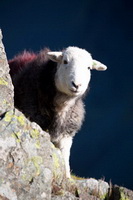 Carrock Fell, Colton, Green Crag, Herdy Wall Art, Herdwick Sheep Art, Catbells, Thornthwaite Crag, Crook, Herdwick Sheep, Kendal, Knott, Bakestall, Mixed-Media Herdy Art, Hethersgill, Penrith, Herdwick Sheep Art Studio, Raise, Cumwhinton, Middleton, Herdy Sketch, High Raise, Herdwick Artwork, Great Dodd, Herdwick Sheep Oil Pastels, Herdy Ewe, Herdy Sketches, Starling Dodd, Herdwick, Bampton Grange, Herdwick Sheep Acrylic Paintings, Great Rigg, Eskdale Green,  Lake District, Cumbria.