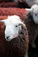 Mixed-Media Herdy Art, Herdwick Sheep Oil Painting, Camerton, Red Pike (Buttermere), Millom, Loadpot Hill, Stainton With Adgarley, Herdy Art, Coniston Old Man, Crook, Brae Fell, Firbank Fell, Grike, Steel Knotts, Cartmel, Black Fell, Herdwick Sheep Acrylic Paintings, Herdwick Drawings, Herdy Sketches, Bothel, Herdwick Sheep Oil Painting, Bewcastle, Lamplugh, Lakeland Sheep, Arnison Crag, Herdwick Sheep Prints, Brockleymoor, Irton with Santon, Herdwick Sheep,  Lake District, Cumbria.