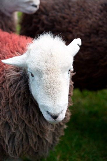 Meal Bank Farm Herdwick