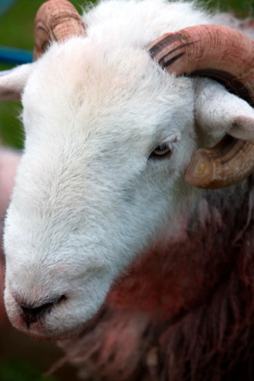 Raise Field Lakeland Sheep