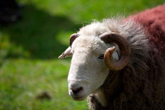 Sergeant Man Field Lake district Sheep