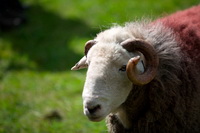 Herdwick Artwork, Herdwick Sheep Art, Grayrigg Forest, Hayton (Aspatria), Herdwick Sheep Oil Painting, Orton, Parton, Herdwick, Slight Side, Whicham, Catstycam, Holker, Herdwick, Newbiggin-on-Lune, Levens, Mixed-Media Herdy Art, Hale, Grey Crag, Clough Head, Ackenthwaite, Skiddaw, Froswick, Herdy Sketches, Middle Dodd, Barrow, High Crag, Low Wood, Herdy Art,  Lake District, Cumbria.