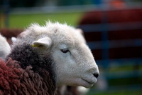 Lakeland, Herdwick Sheep Oil Painting, Catterlen, Blencow, Herdwick Ewe, Dove Crag, Herdwick Sheep Oil Painting, Routenbeck, Cark (Cartmel), Firbank Fell, Bakestall, Pike of Blisco, Millom, Killington, Herdwick Sketch, Herdwick Drawings, Low Wood, Herdwick Sheep Oil Pastels, Blake Fell, Brim Fell, Herdwick, Carl Side, Great Borne, Herdwick Sketches, Thursby, Herdwick, Lakeland Sheep, Herdwick Art, Longtown,  Lake District, Cumbria.