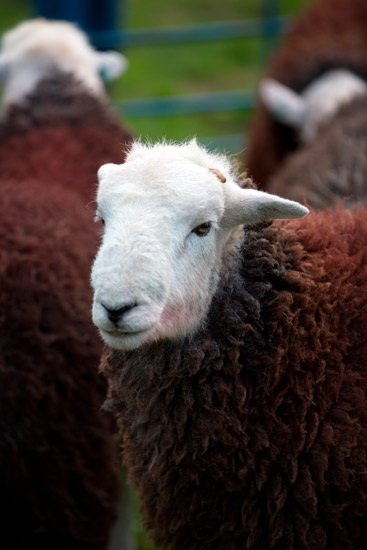 Leece Herdwick - Lakeland Photos - Art Prints Leece Herdwick